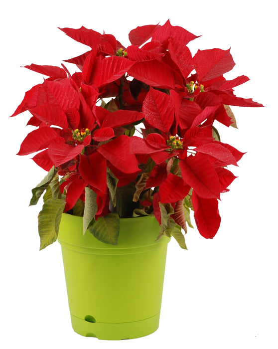 nurgul plant pots Mintra | Decorative Round Plant Pot