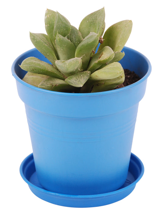 plant pot base Mintra Garden Pots 4pk (Red, 19cm Diameter (7.5in))